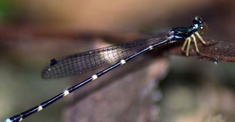 Discovered a new species of dragonfly widely distributed in Vietnam