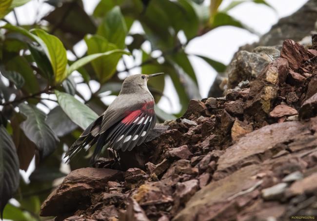 Rare migratory bird recorded in Vietnam